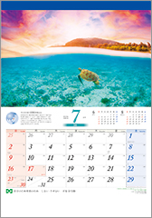 7月 ウミガメ泳ぐ座間味の海（日本）